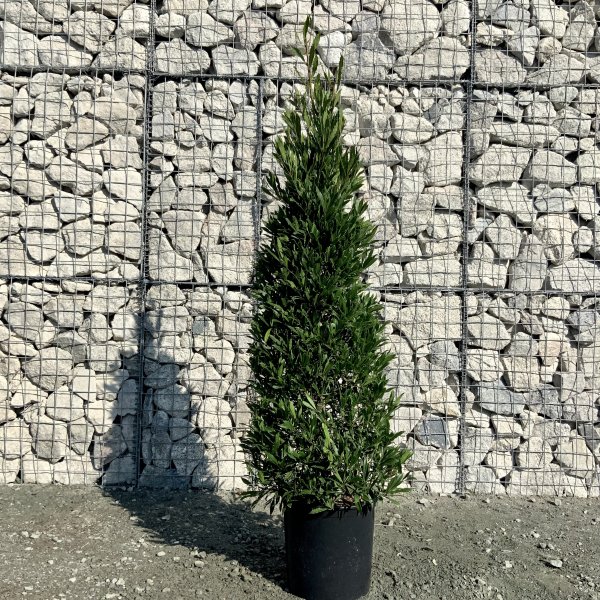 Laurus nobilis - Angustifolia Bay Tree Cone 1.80-1.90M - IMG 5191 scaled