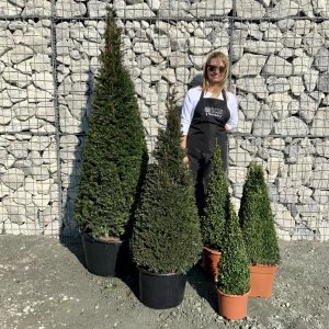 Topiary Cones