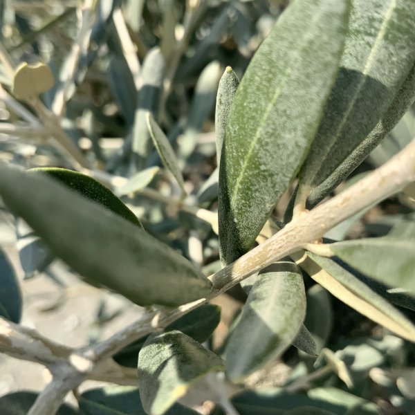 D614 Individual Gnarled Olive Tree XXL - IMG 5229 scaled