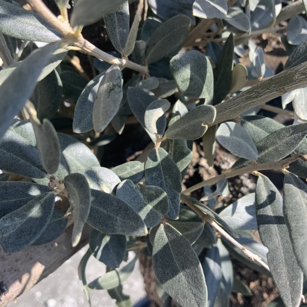D660 Individual Gnarled Olive Tree XXL - IMG 5251 scaled