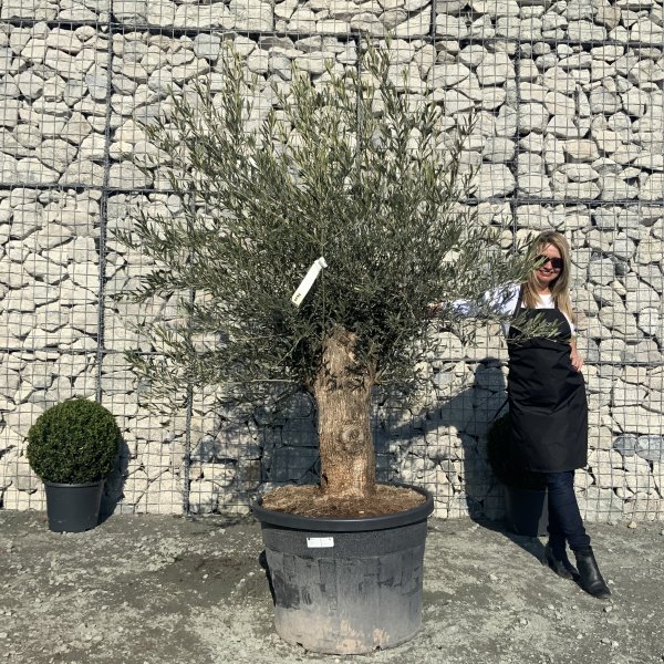 D620 Individual Gnarled Olive Tree XXL - IMG 5253 scaled