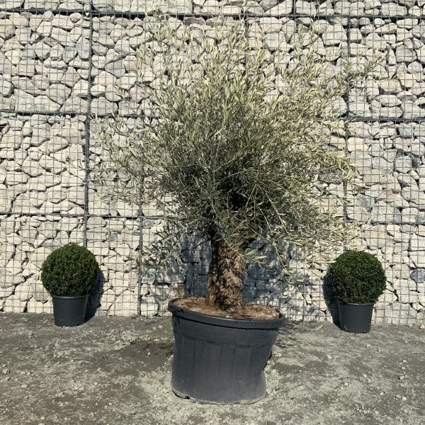D620 Individual Gnarled Olive Tree XXL - IMG 5255 scaled