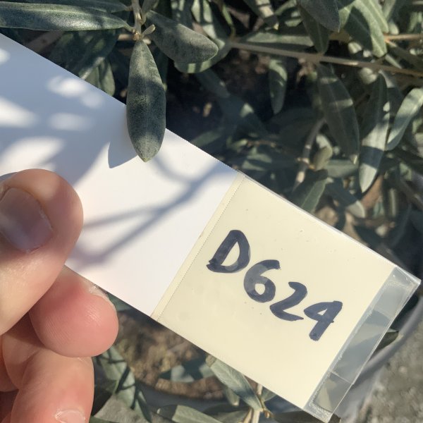 D624 Individual Gnarled Olive Tree XXL - IMG 5264 scaled