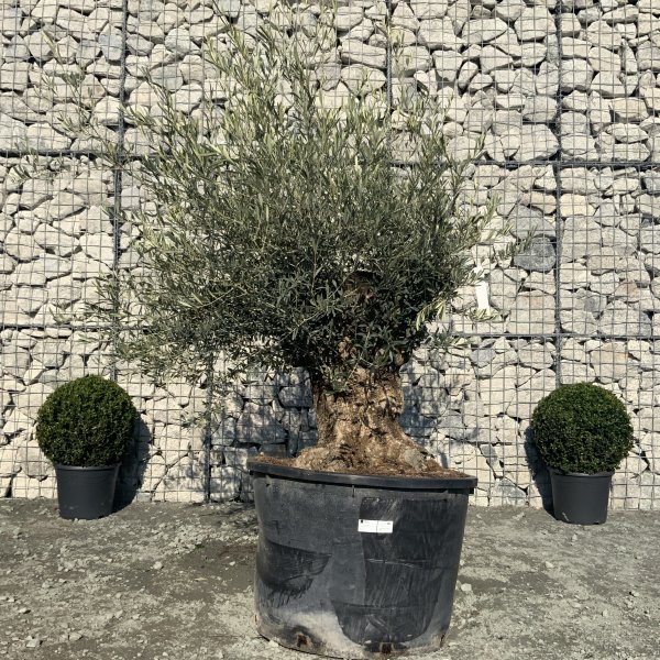 D660 Individual Gnarled Olive Tree XXL - IMG 5283 scaled