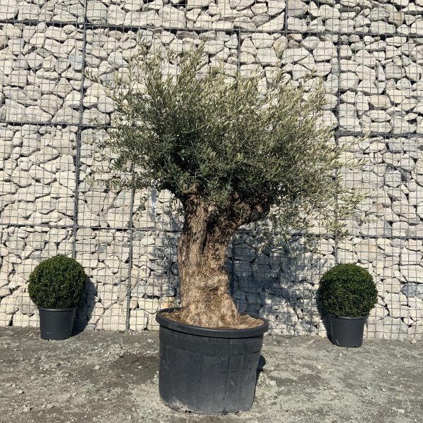 D658 Individual Gnarled Olive Tree XXL - IMG 5292 scaled