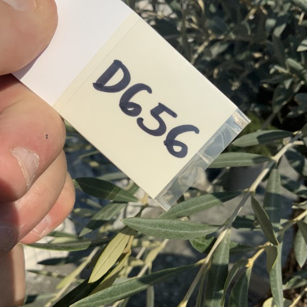 D656 Individual Gnarled Olive Tree XXL - IMG 5298 scaled