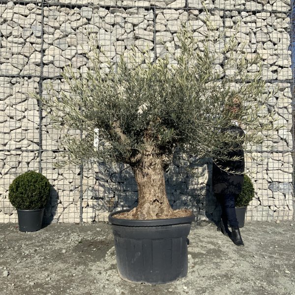 D655 Individual Gnarled Olive Tree XXL - IMG 5303 scaled