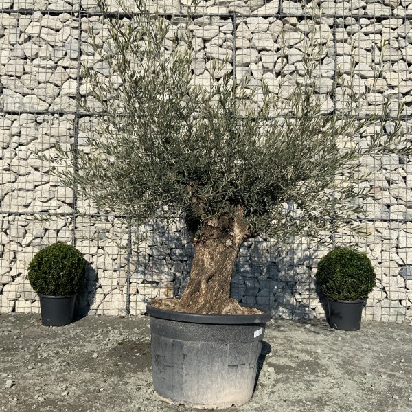 D655 Individual Gnarled Olive Tree XXL - IMG 5304 scaled