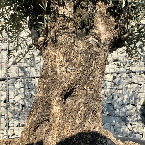 D655 Individual Gnarled Olive Tree XXL - IMG 5305 scaled