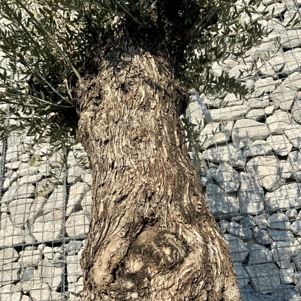 D664 Individual Gnarled Olive Tree XXL - IMG 5316 scaled