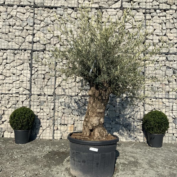 D664 Individual Gnarled Olive Tree XXL - IMG 5317 scaled