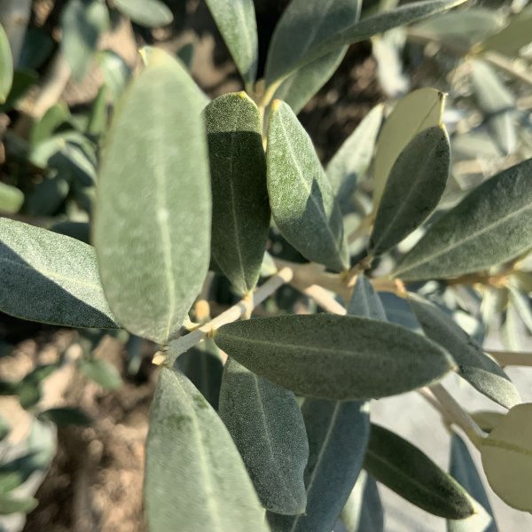 D671 Individual Gnarled Olive Tree XXL - IMG 5325 scaled