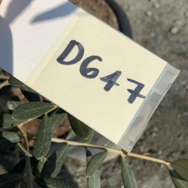 D647 Individual Gnarled Olive Tree XXL - IMG 5376 scaled
