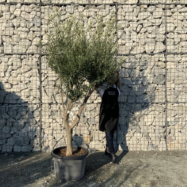 E046 Individual Italian style Multistem Olive Tree XXL - IMG 5391 scaled