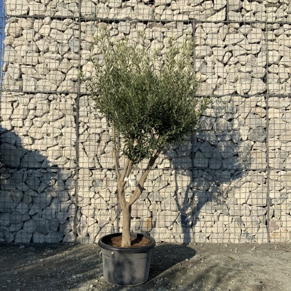 E046 Individual Italian style Multistem Olive Tree XXL - IMG 5392 scaled