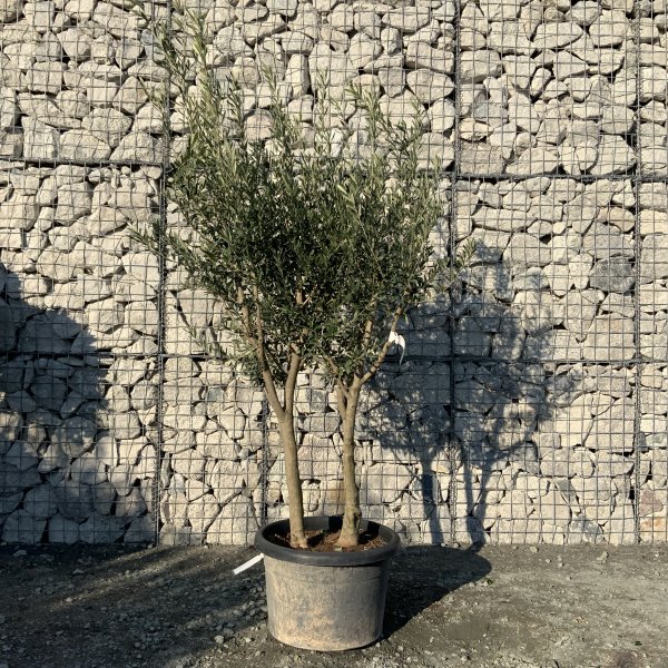 EO48 Individual Italian style Multistem Olive Tree XXL - IMG 5399 scaled