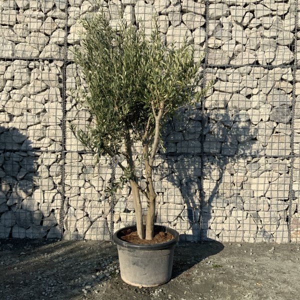 EO49 Individual Italian style Multistem Olive Tree XXL - IMG 5402 scaled