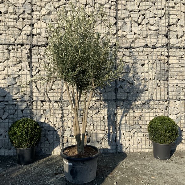 EO52 Individual Italian style Multistem Olive Tree XXL - IMG 5411 scaled