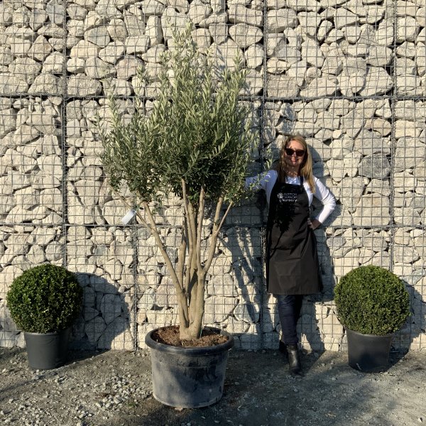 EO54 Individual Italian style Multistem Olive Tree XXL - IMG 5416 scaled