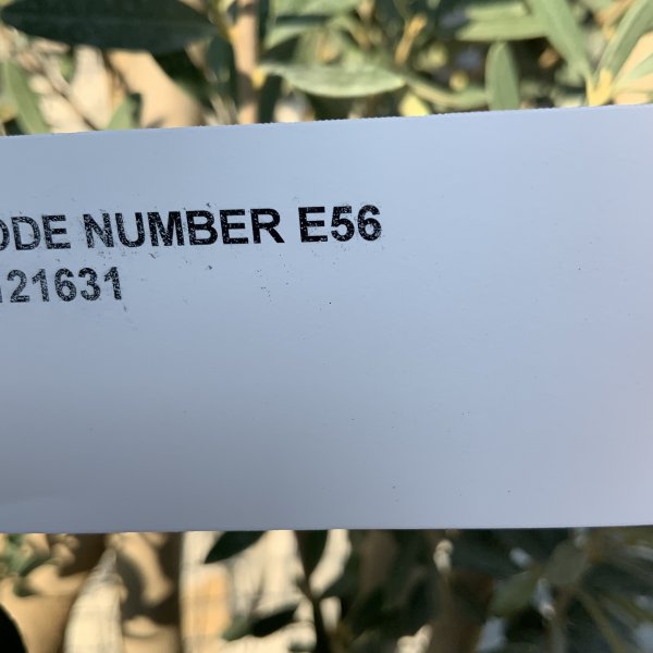 EO56 Individual Italian style Multistem Olive Tree XXL - IMG 5421 scaled