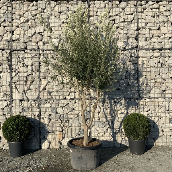 EO62 Individual Italian style Multistem Olive Tree XXL - IMG 5441 scaled