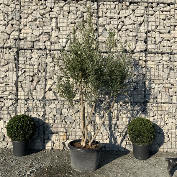 EO63 Individual Italian style Multistem Olive Tree XXL - IMG 5444 scaled