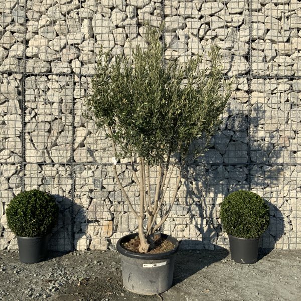 EO65 Individual Italian style Multistem Olive Tree XXL - IMG 5450 scaled