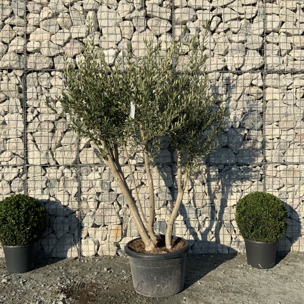 EO69 Individual Italian style Multistem Olive Tree XXL - IMG 5459 scaled