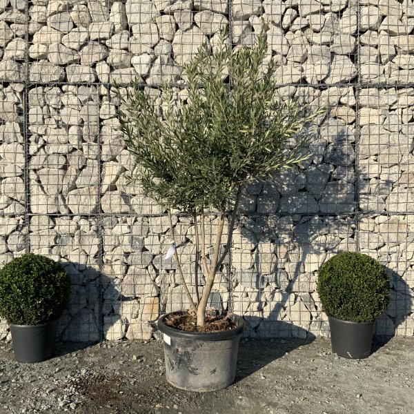 EO72 Individual Italian style Multistem Olive Tree XXL - IMG 5469 scaled