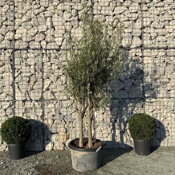 EO68 Individual Italian style Multistem Olive Tree XXL - IMG 5475 scaled