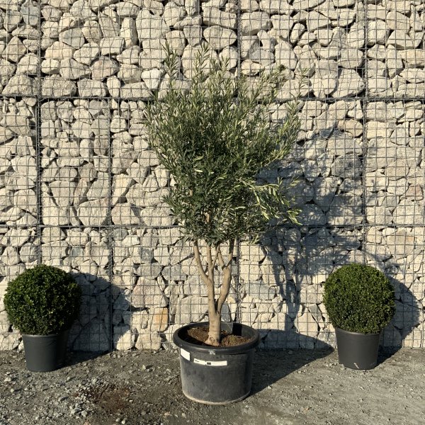 EO74 Individual Italian style Multistem Olive Tree XXL - IMG 5478 scaled