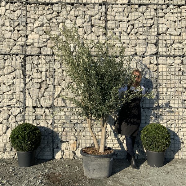 EO75 Individual Italian style Multistem Olive Tree XXL - IMG 5480 scaled