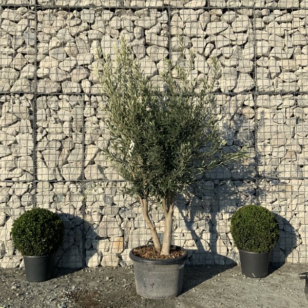 EO75 Individual Italian style Multistem Olive Tree XXL - IMG 5481 scaled