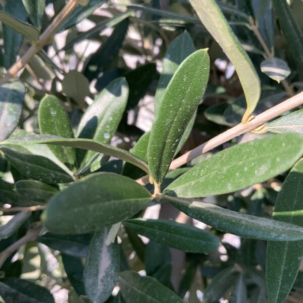 E085 Individual Italian style Multistem Olive Tree XXL - IMG 5482 1 scaled