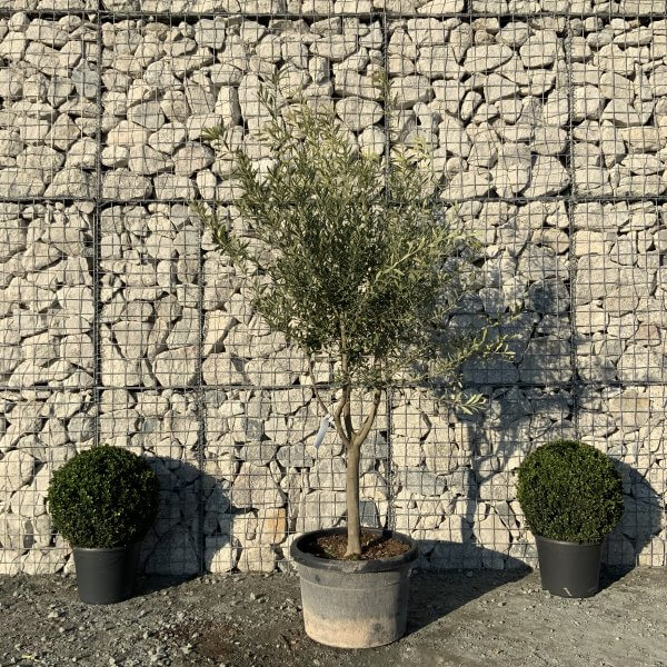 E078 Individual Italian style Multistem Olive Tree XXL - IMG 5491 scaled