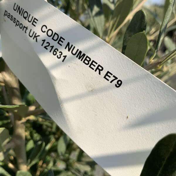 E079 Individual Italian style Multistem Olive Tree XXL - IMG 5492 scaled