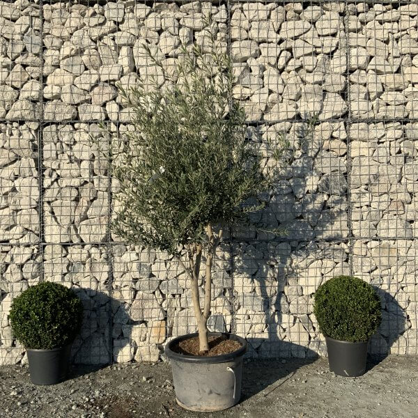 E079 Individual Italian style Multistem Olive Tree XXL - IMG 5494 scaled
