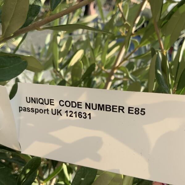 E085 Individual Italian style Multistem Olive Tree XXL - IMG 5507 1 scaled