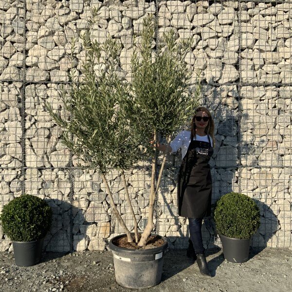 E085 Individual Italian style Multistem Olive Tree XXL - IMG 5508 1 scaled