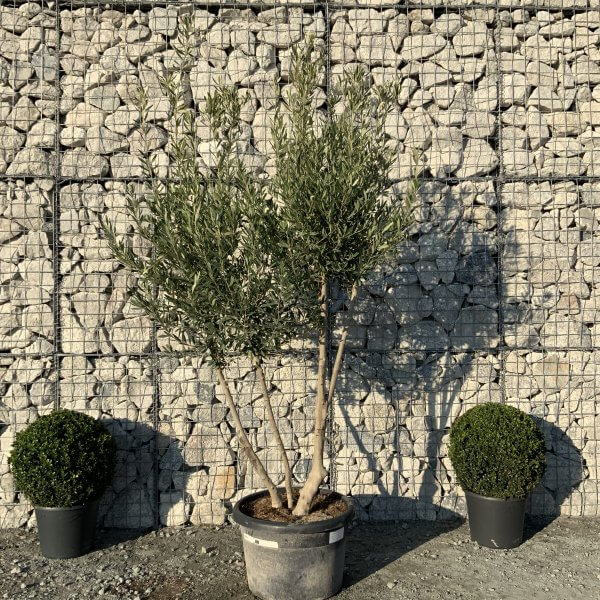 E085 Individual Italian style Multistem Olive Tree XXL - IMG 5509 1 scaled