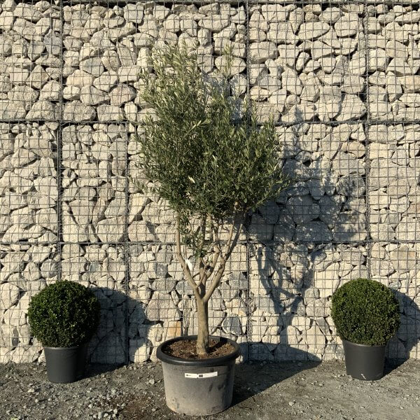 E086 Individual Italian style Multistem Olive Tree XXL - IMG 5512 scaled