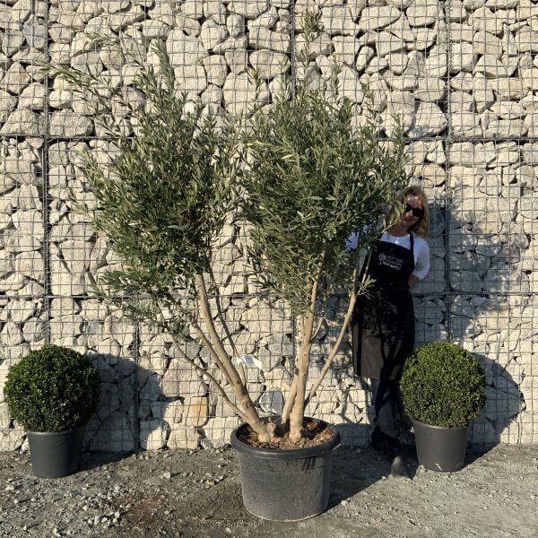 E088 Individual Italian style Multistem Olive Tree XXL - IMG 5517 scaled