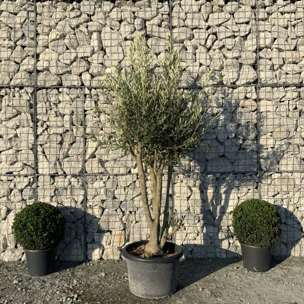 E096 Individual Italian style Multistem Olive Tree XXL - IMG 5542 scaled