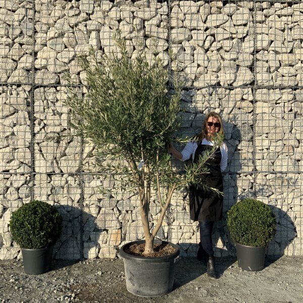 E097 Individual Italian style Multistem Olive Tree XXL - IMG 5544 scaled