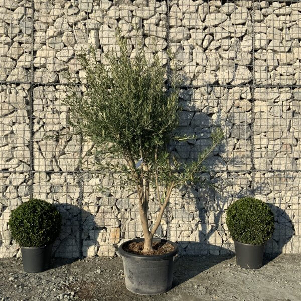 E097 Individual Italian style Multistem Olive Tree XXL - IMG 5545 scaled