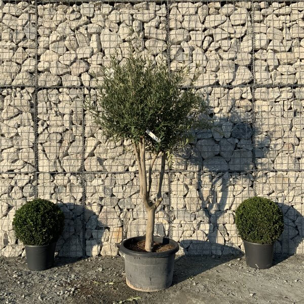 E109 Individual Italian style Multistem Olive Tree XXL - IMG 5583 scaled