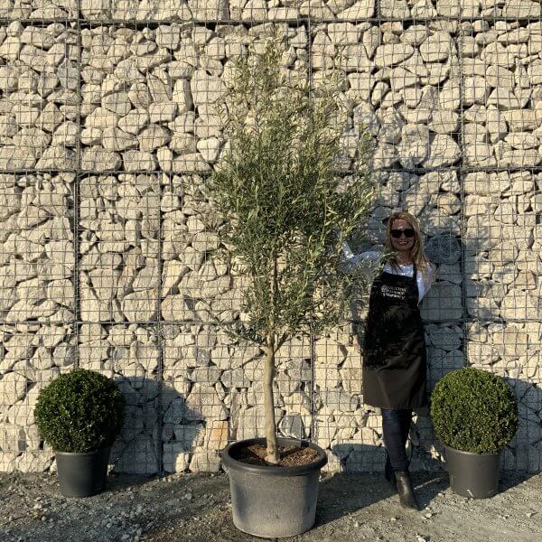 E120 Individual Italian style Multistem Olive Tree XXL - IMG 5612 scaled