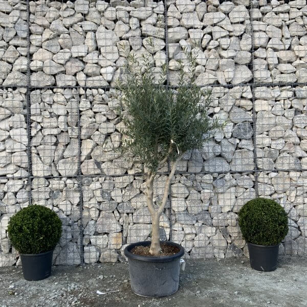 E132 Individual Italian style Multistem Olive Tree XXL - IMG 5652 scaled