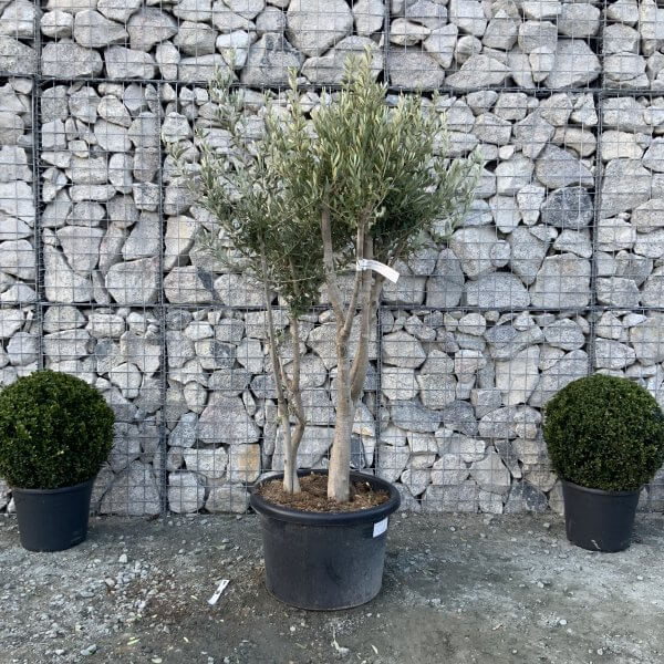 E153 Individual Italian style Multistem Olive Tree XXL - IMG 5715 scaled