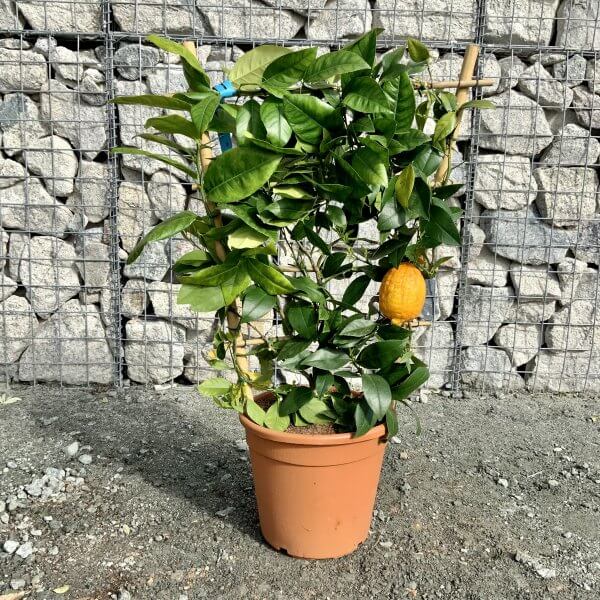 Buy Citrus Trees UK For Sale Online Wide Variety